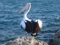 pelican