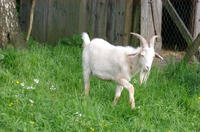 billy goat