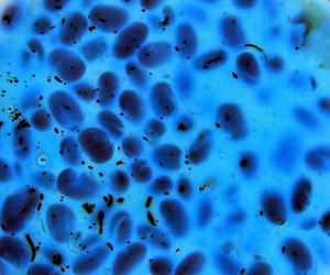 abstract bacteria