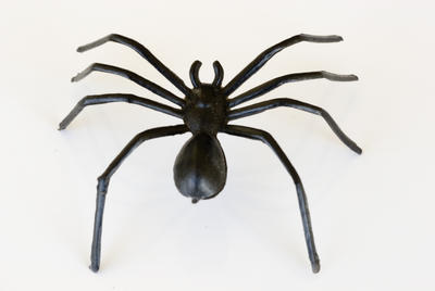 black spider