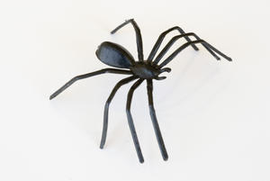 black spider