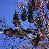 bats hanging