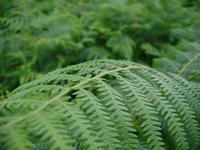 green ferns