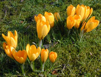 spring crocus