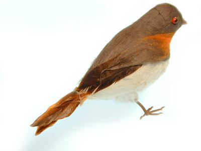 robin redbreast