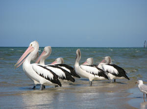 pelicans