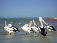 pelicans