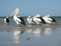 pelicans