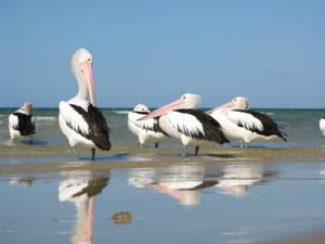 pelicans