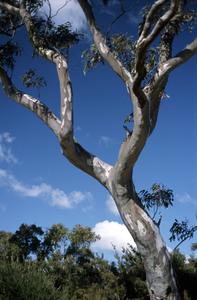 gum tree