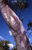 gum tree