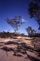 aussie bush