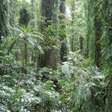 dorrigo rainforest