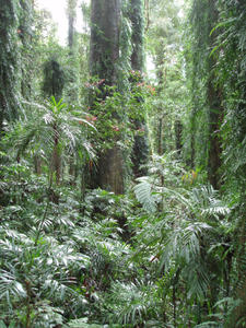 dorrigo rainforest