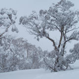 snow gums australia