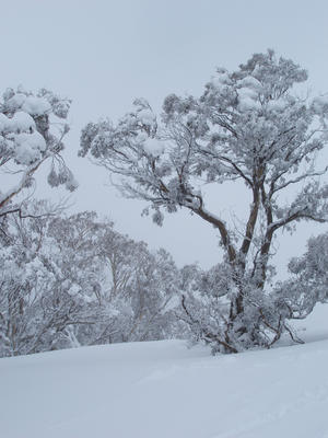 snow gums australia