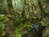 moss river