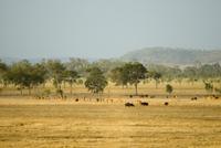 queensland farming