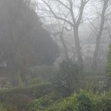 foggy scene