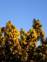 gorse