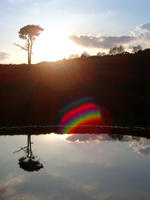 reflection new forest