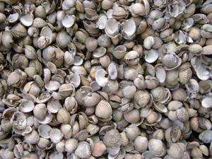 shells