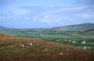 llyn heather