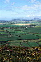 llyn fields