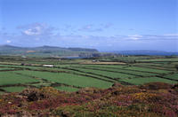 llyn fields