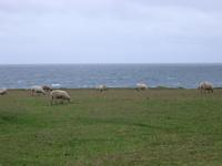 coast sheep