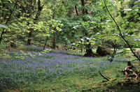 bluebell glade