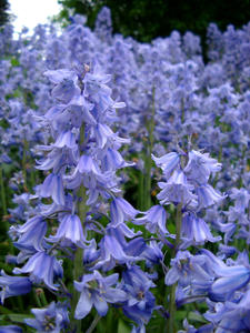 bluebells