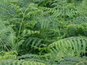 bracken