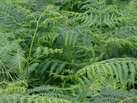 bracken