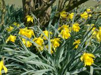 daffodils