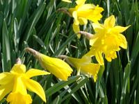 daffodils