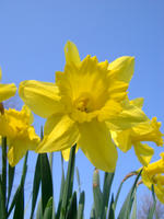 Daffodils