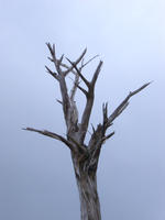 dead tree