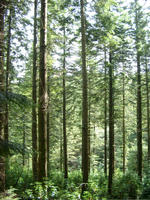 tall trees