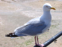 seagull