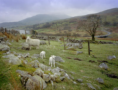 welsh sheep