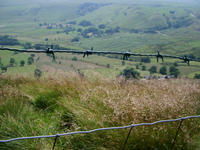 barbed wire