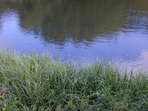 river grasses