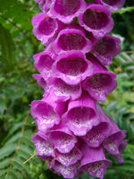 foxgloves 