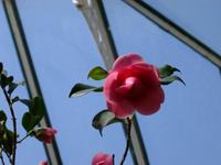 pink flowers