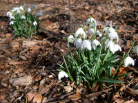 snowdrops