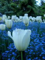 tulip white