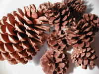 pine cones