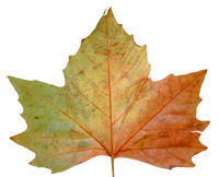 autumn leaf