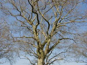 beech tree